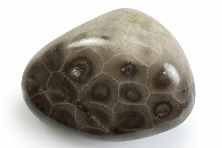 Polished Petoskey Stone (Fossil Coral) - Michigan #383093